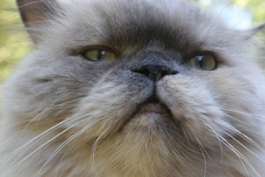 Blog Cat Allergies