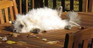 Blog Cat Allergies 2