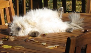 Cat Allergies 2