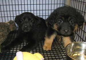 LFS new puppies