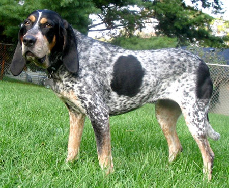 dalmatian blue tick hound mix