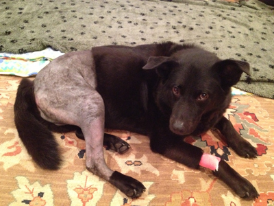 Acl Injury And Recovery Timeline Plus Triumphs And Challenges Stray Magnet Helping Lost Stray And Abandoned Petsstray Magnet Helping Lost Stray And Abandoned Pets