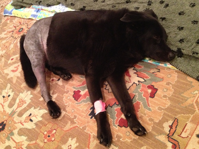 acl surgery for dogs