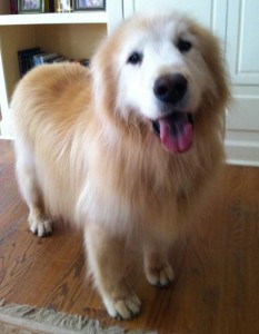 fur angel