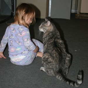 case for cats