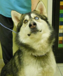 Samson