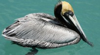 featured_pelican