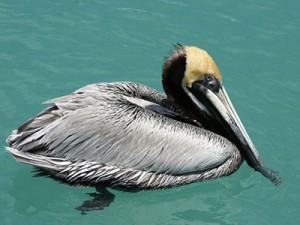 pelican