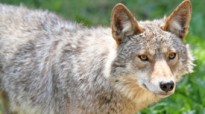 featured-coyote