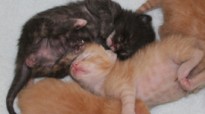 featured kittens