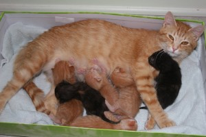 kittens