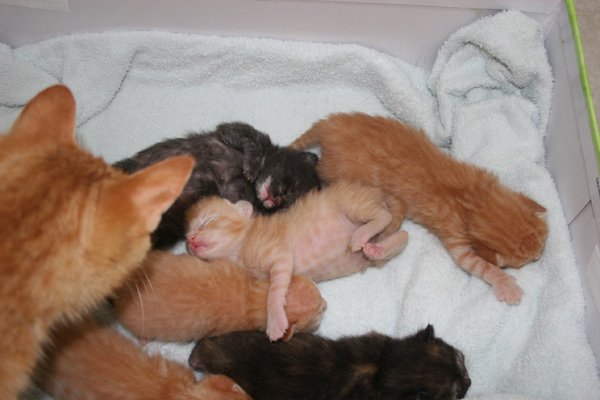 mama kittens