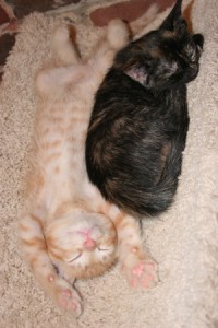 kittens 6