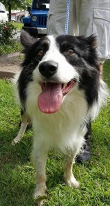 Jasper