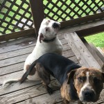 FOUND-DOGS