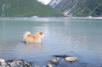 Dog-in-Lake_sm